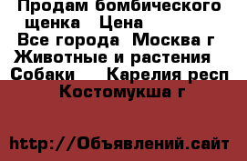 Продам бомбического щенка › Цена ­ 30 000 - Все города, Москва г. Животные и растения » Собаки   . Карелия респ.,Костомукша г.